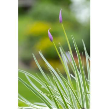 Lincs Plants Tulbaghia Violacea Variegated Society Garlic 1