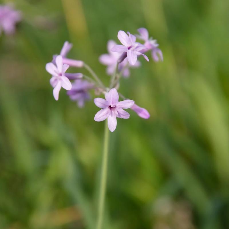 Lincs Plants Tulbaghia Violacea Variegated Society Garlic