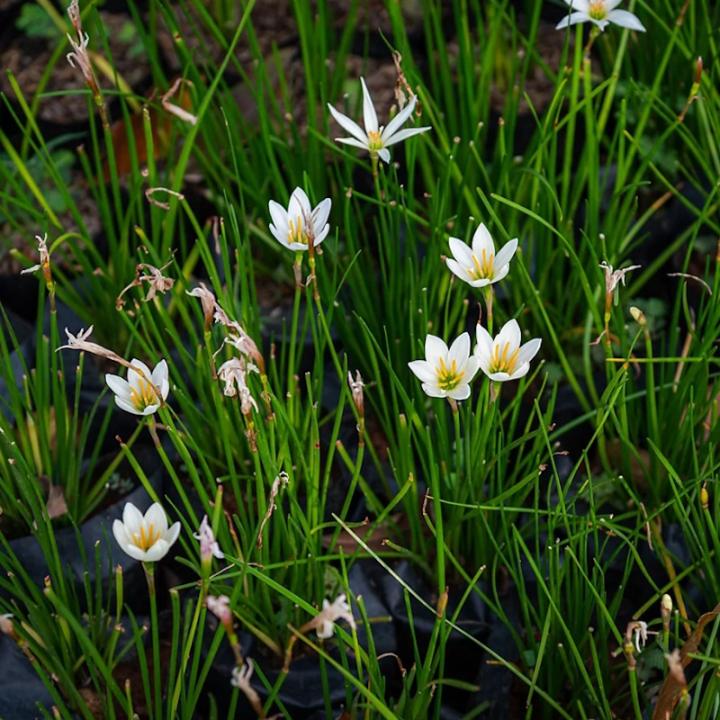 Lincs Plants Zephyranthes Candida White