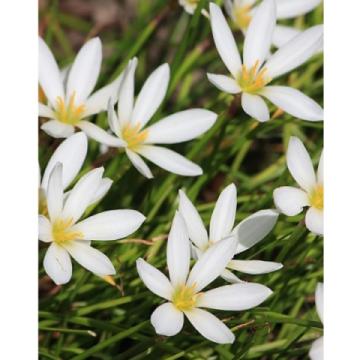Lincs Plants Zephyranthes Candida White 1