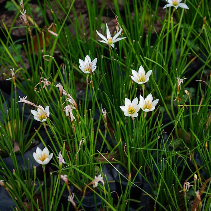 Lincs Plants Zephyranthes Candida White
