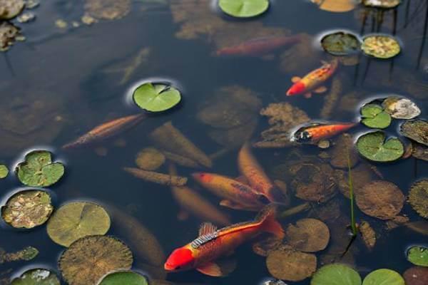 Why Temperature plays a big role in Pond Development