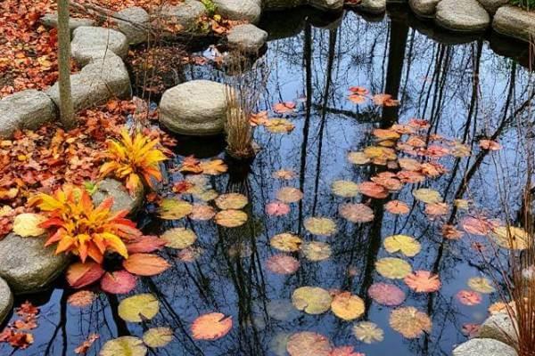 Autumn Pond Care