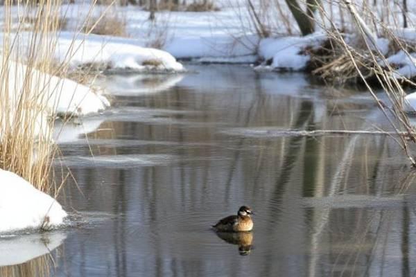 Winter Pond Checklist