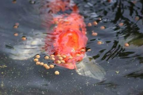 Fish Food: When to Feed your Fish and What Food to Use