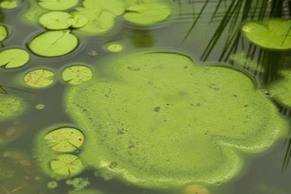 Green Water and Slimy Algae
