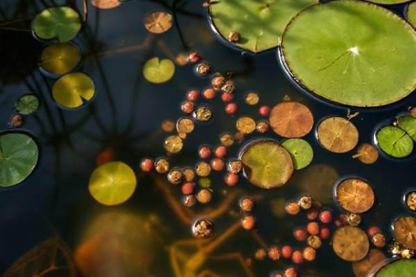 Bacteria: The Importance of Healthy Bacteria