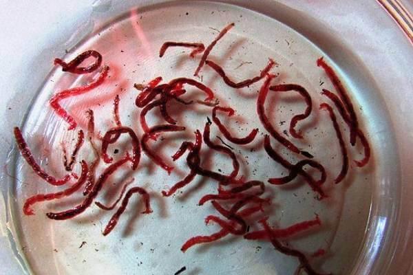 blood worms