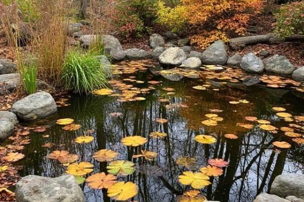 October Pond Care