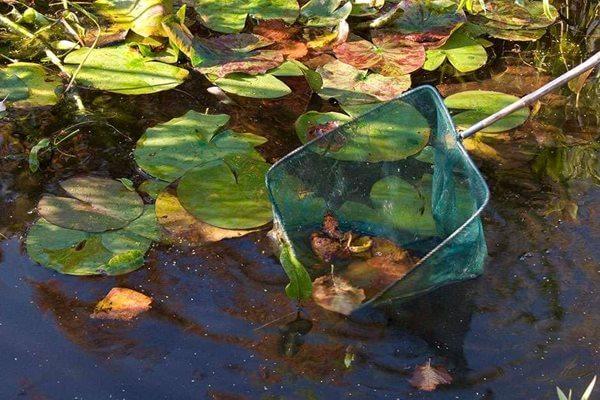 September Pond Care