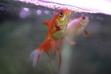Why do Fish gasp at the surface of the Pond?
