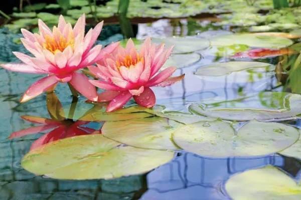 Autumn Plant Care