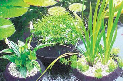 March and April Pond Care