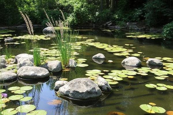 august pond care