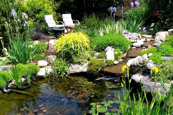 backyard pond