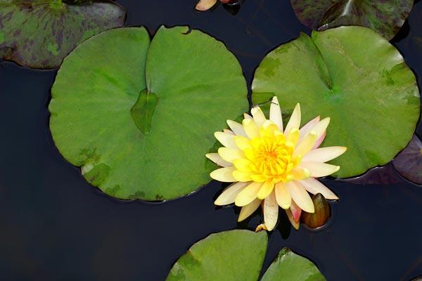 May Pond Care