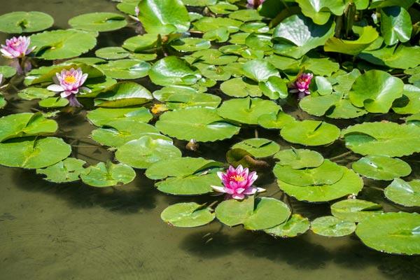 summer pond care