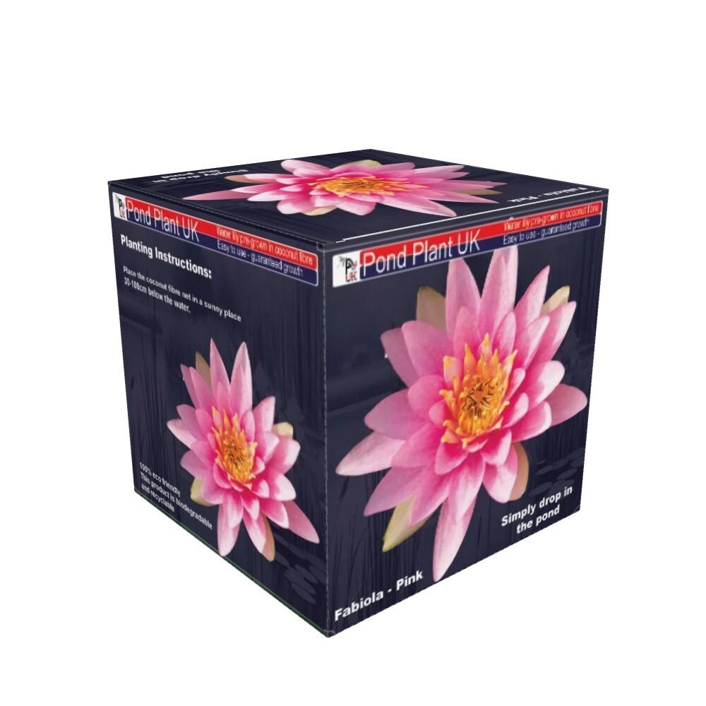 MW06BOXED-LILPINK  