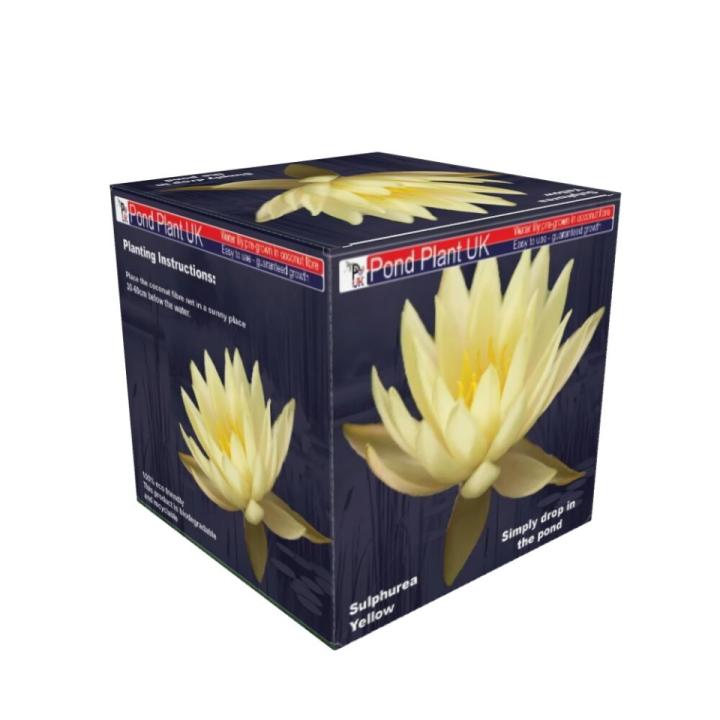 MW25BOXED-LILYEL MW25BOXED-LILYEL
