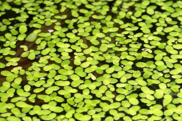 duckweed