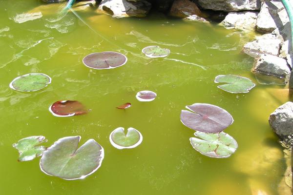 green water algea