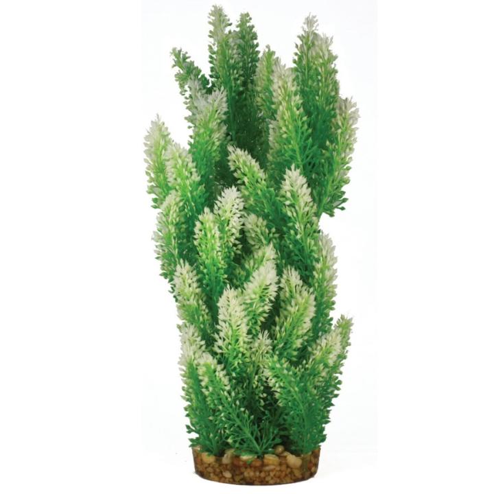 Hugo Mizu Hemianthus - 40cm