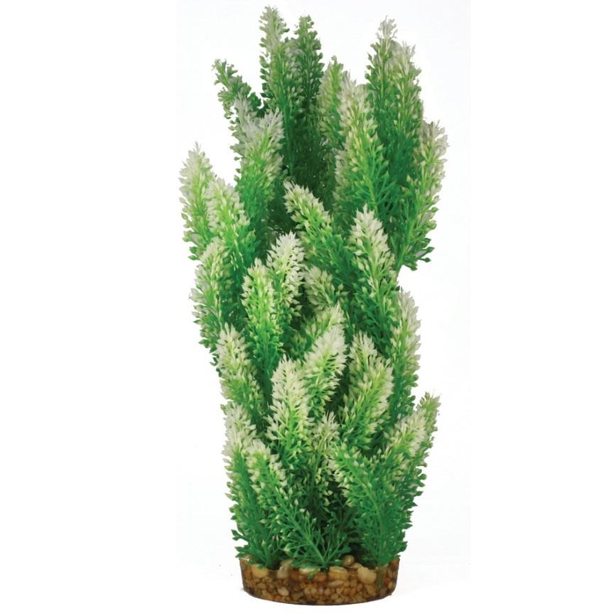 Hugo Mizu Hemianthus - 40cm