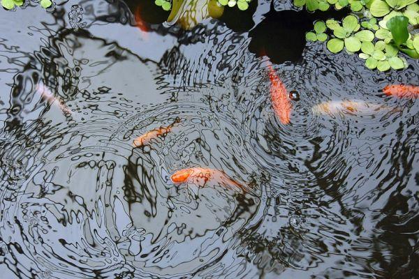 how to oxygenate a pond how to oxygenate a pond