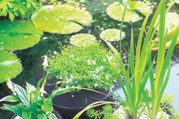 how to repot a pond plant