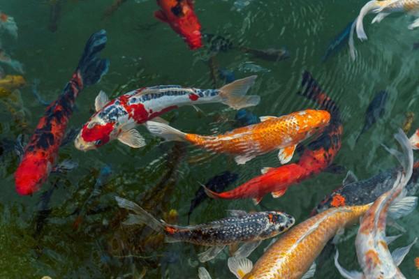 koi ponds