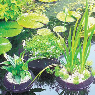 Replantar plantas de jardín de agua