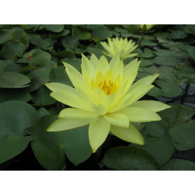 anglo aquatics 1l yellow 'joey tomocik' nymphaea lily (extra 2-9 days for delivery)