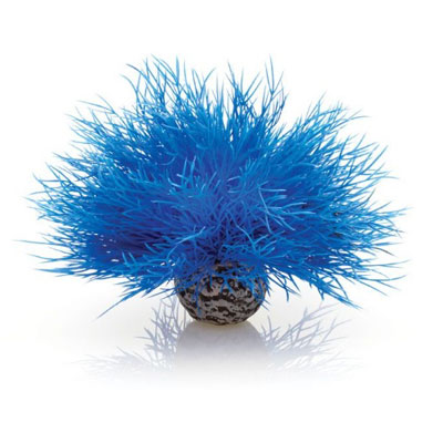 oase biorb aquatic sea lily (blue)