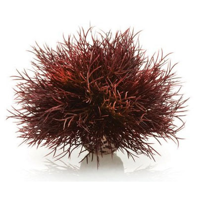biorb aquatic sea lily crimson
