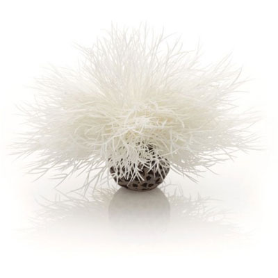 biorb aquatic sea lily white