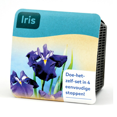 moerings iris pond plant in a basket (purple, x2)