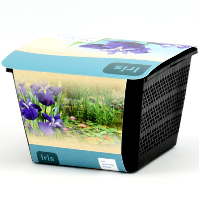 moerings iris pond plants in a basket (x2) purple (colour may vary)