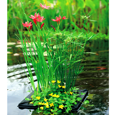 moerings floating pond planter with three pond plants