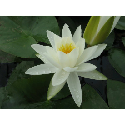 anglo aquatic 1l white 'alba' nymphaea lily (please allow 2-9 working days for delivery)
