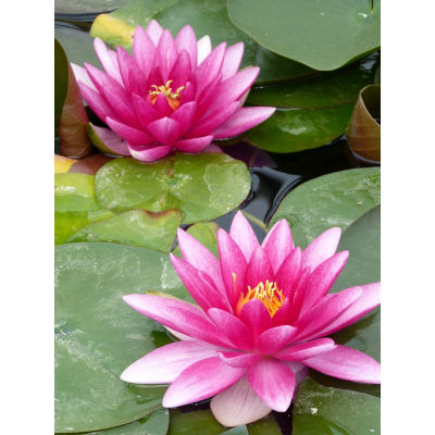 anglo aquatic 3l red 'charles de meurville' nymphaea lily (unavailable until spring 2021)