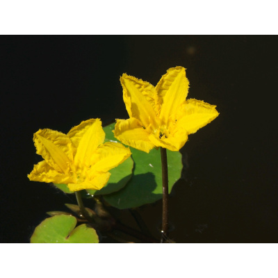 anglo aquatic 1l yellow 'nymphoides peltata' (fringed water lily) deep water plant (please allow 2-9 working days for delivery)