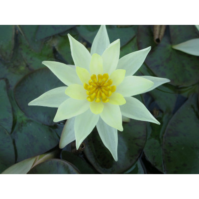 anglo aquatic yellow 1l 'pygmaea helvola' lily (please allow 2-9 working days for delivery)