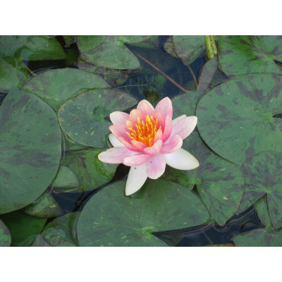 anglo aquatic 1l changeable 'aurora' nymphaea lily (please allow 2-9 working days for delivery)