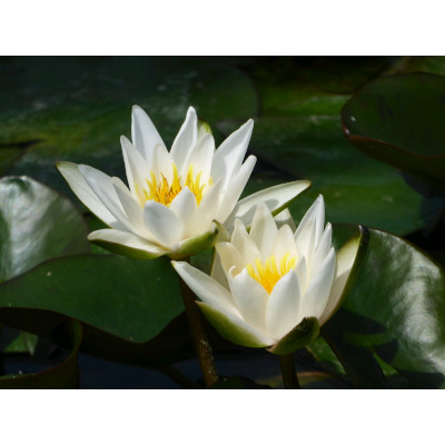  anglo aquatic 1l white 'snow princess' nymphaea lily (unavailable until spring 2022)