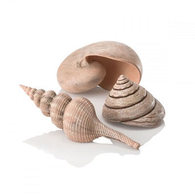 oase biorb sea shell (set of 3, natural)