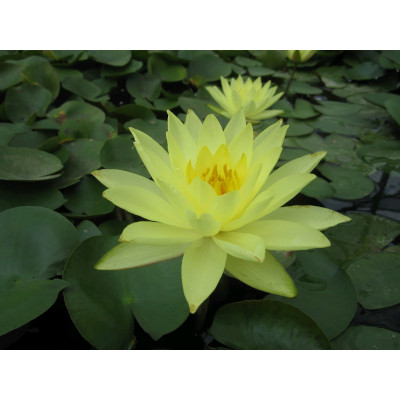 anglo aquatic 1l yellow 'joey tomocik' nymphaea lily (unavailable until spring 2022)