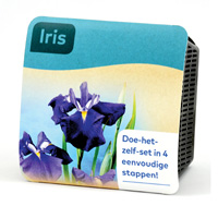 moerings iris pond plants in a basket (x2) purple (colour may vary)