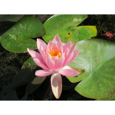 anglo aquatic 1l pink 'odorata firecrest' nymphaea lily (unavailable until spring 2022)