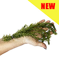 elodea densa pond oxygenating plant bunch (5 bunches, 25 stems, unavailable until spring 2022)