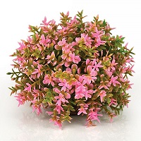 oase biorb flower ball (pink)